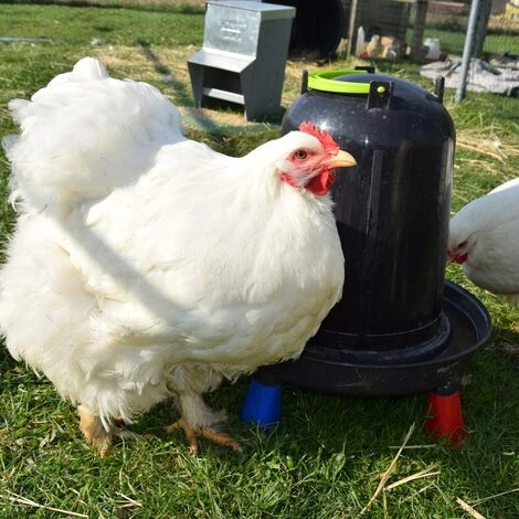 POULAILLER DIRECT Abreuvoir Volailles À Pieds En Plastique Recyclé Eco 10l – Image 4