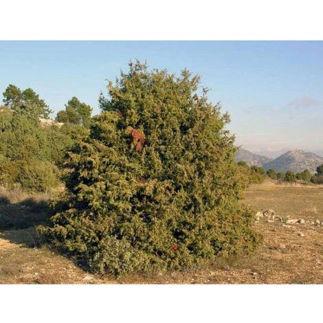 POULAILLER DIRECT Huile De Cade Pure Pour Volailles 1l - Oléobois – Image 2