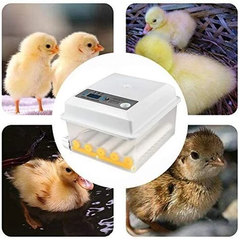 MERKMAK Incubateur Oeufs Couveuse A Oeuf Automatique Pour Volaille, Caille, Oie Canard, Pigeon, Reptile - 16 Oeufs – Image 5