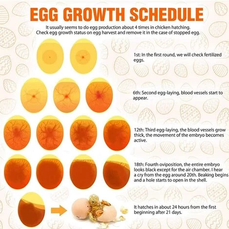 TANABATA Testeur D'oeufs LED Haute Intensité Pour Surveiller L'incubateur D'oeufs Couteurs De Poulet – Image 2