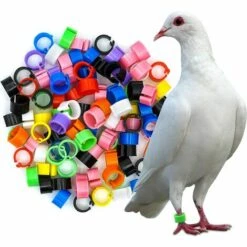MACARON Couleurs Mélangées Bague Pour Pied D’oiseaux Bague Plastique Pour Pigeon Poussin Bantam Petit Volaille 100 Pcs LO-Ron
