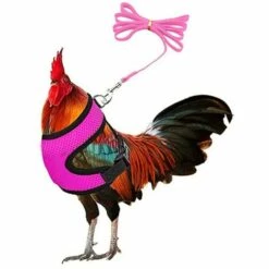Ensoleillé Harnais De Poulet Réglable Avec Laisse - Gilet De Poule Confortable En Maille Respirante