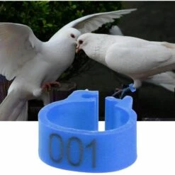 GESCHENKE 100 Pièces Anneaux De Poule, Anneaux D'Oiseau Anneaux De Pigeon De Volaille En Plastique Pour Poussins Canards (Bleu)