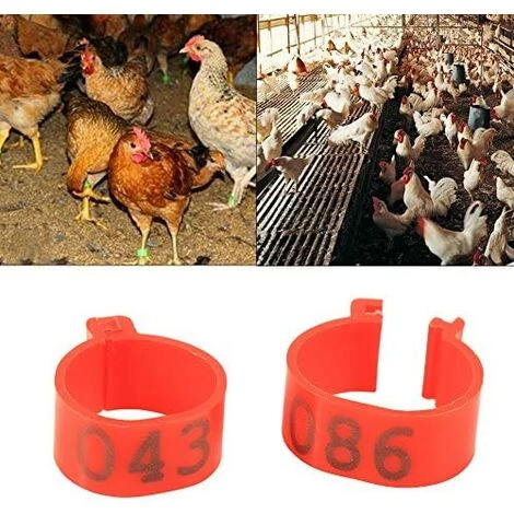 REGALOS 100 Pièces Poulet Anneau Taille Réglable Volaille Jambes Numéro étiquette Boucle Boucle Canard Volaille Poulet Fournitures(rouge)