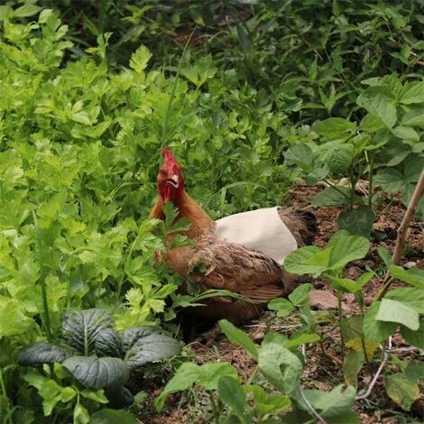 CARILLONSàVENT Tablier De Poulet À Sangle Unique/Gilet De Selle Protection De L'aile De Canard De Poule Vestes De Poulet Standard Tabliers De Poule Accessoires De Soins De Volaille 5pcs-Kaki Carivent – Image 4